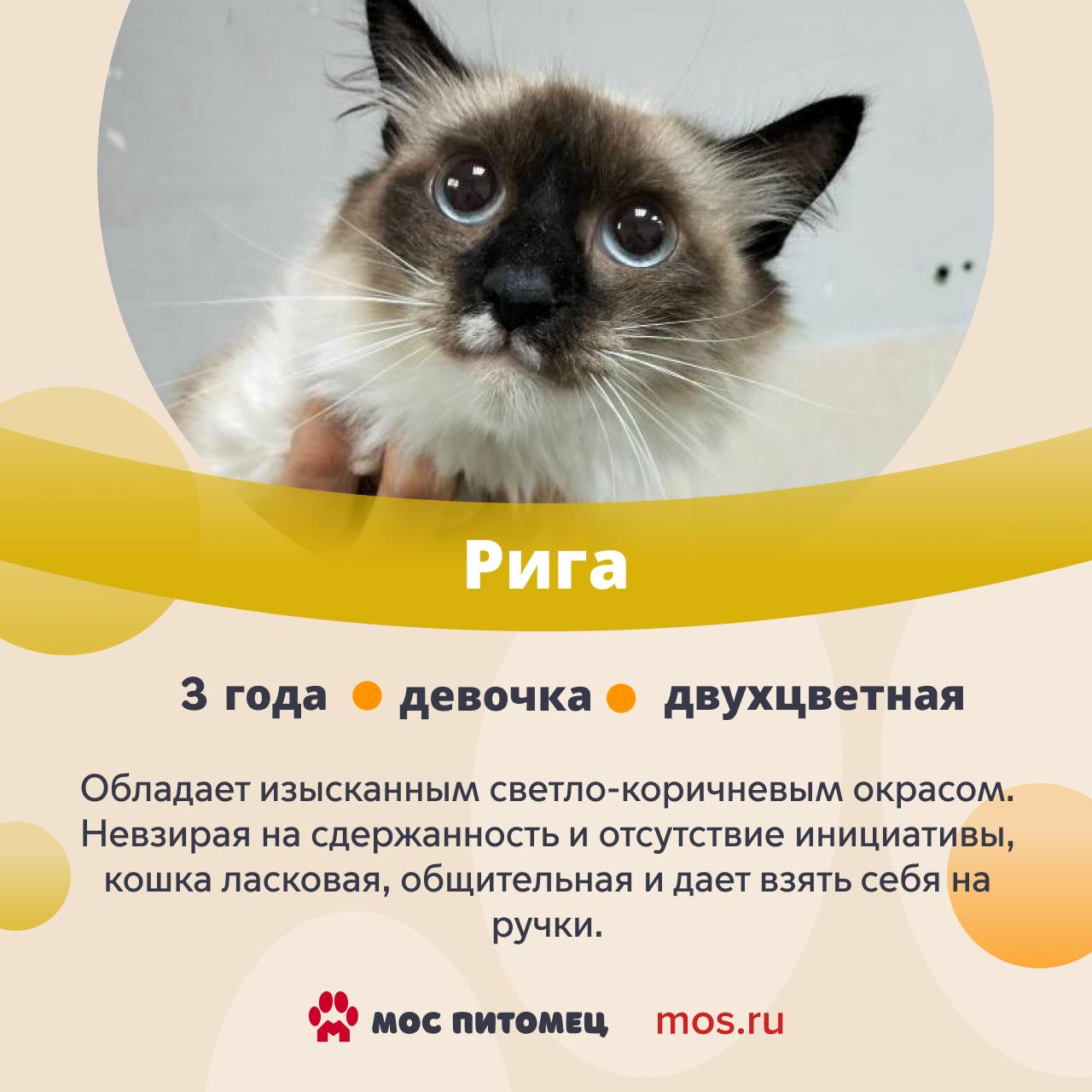 От такой красоты оторваться невозможно! В городских приютах живет множество завораживающих котов и кошек От такой красоты оторваться невозможно! В городских приютах живет множество завораживающих котов и кошек