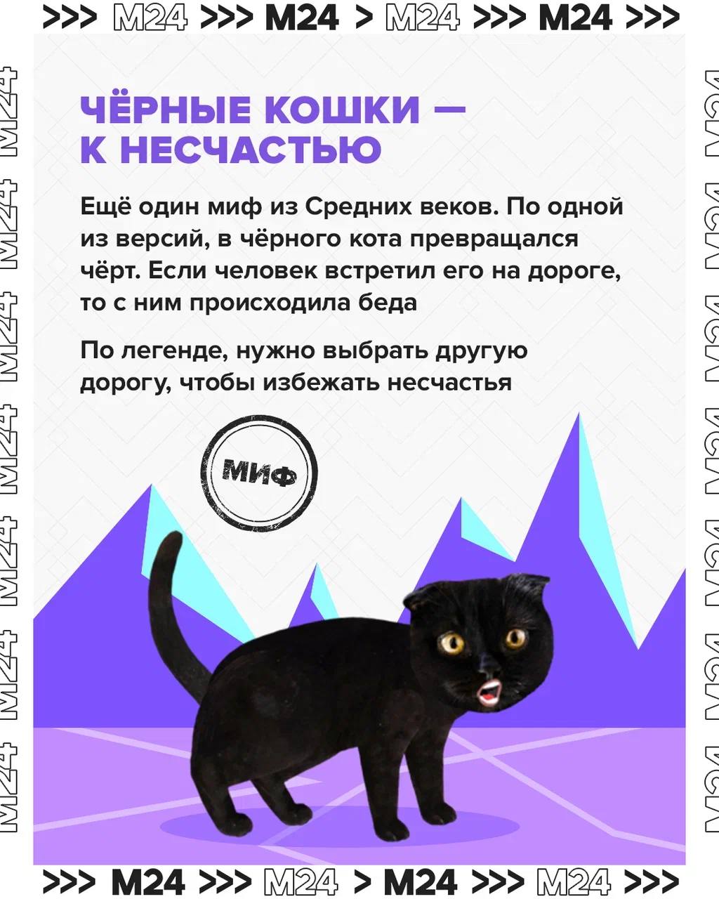 Чёрные кошки незаслуженно стали символом мистических событий Чёрные кошки незаслуженно стали символом мистических событий