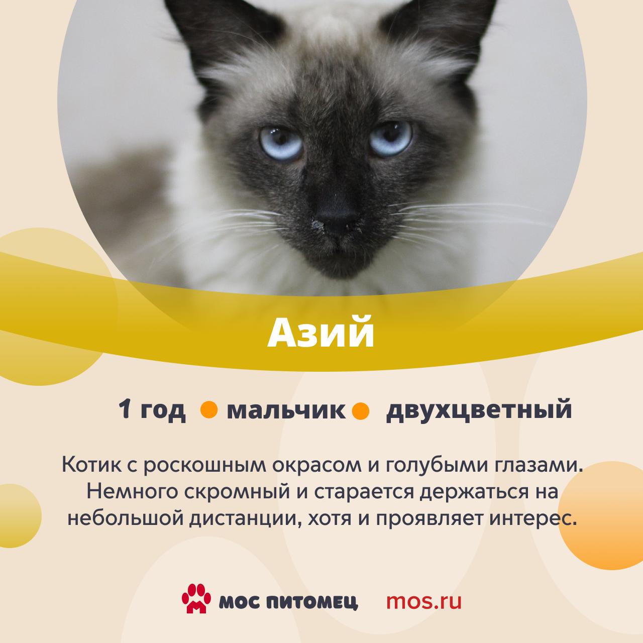 От такой красоты оторваться невозможно! В городских приютах живет множество завораживающих котов и кошек От такой красоты оторваться невозможно! В городских приютах живет множество завораживающих котов и кошек