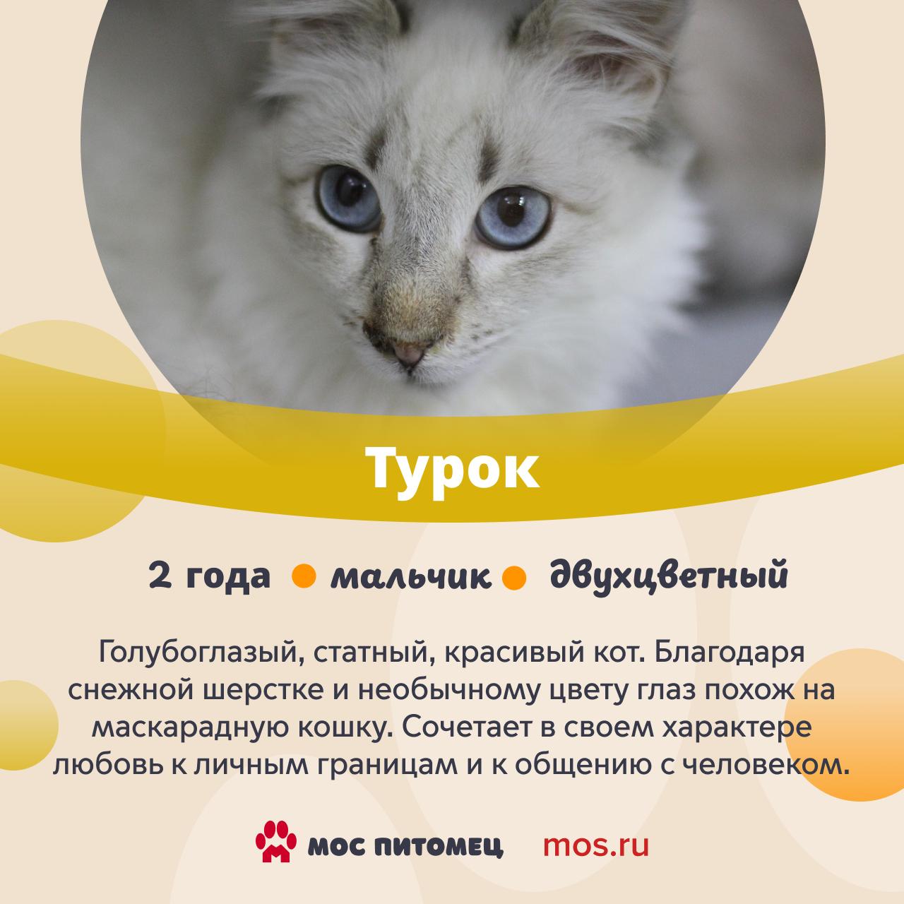 От такой красоты оторваться невозможно! В городских приютах живет множество завораживающих котов и кошек От такой красоты оторваться невозможно! В городских приютах живет множество завораживающих котов и кошек