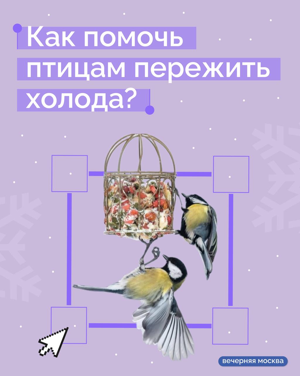 Морозы не заставят себя долго ждать, и совсем скоро у птиц начнется зимовка