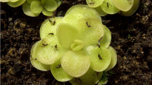 Маленькие мошки заполонили дом: от крылатых гостей избавит одно средство