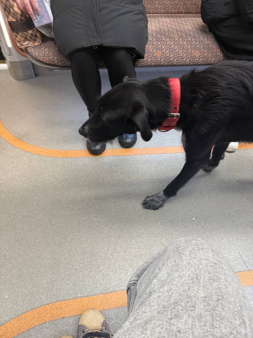 Самого грустного пассажира сегодня заметили с утра на БКЛ