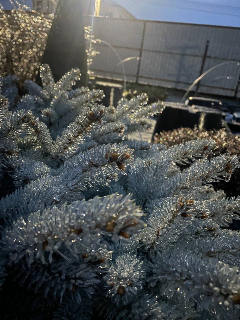 Ледяной плен: Московский регион сковало коркой льда Ледяной плен: Московский регион сковало коркой льда