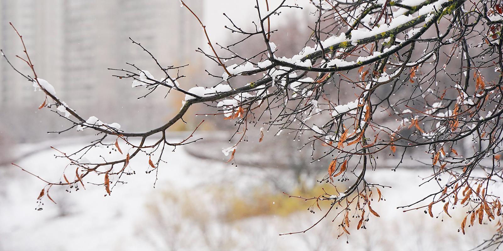 На этой неделе в Москве будет облачно и дождливо, возможен небольшой снег