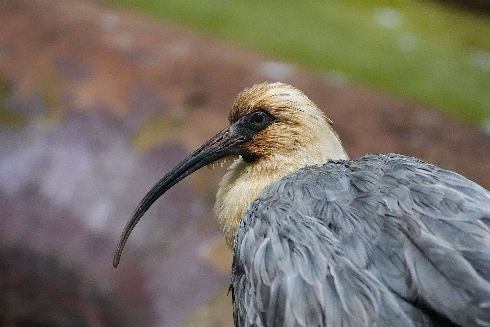 В Московский зоопарк прибыли редкие птицы В Московский зоопарк прибыли редкие птицы