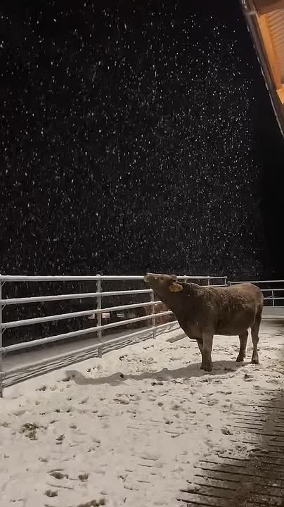 До Нового года чуть больше месяца, а мы всё ещё в ожидании зимней сказки