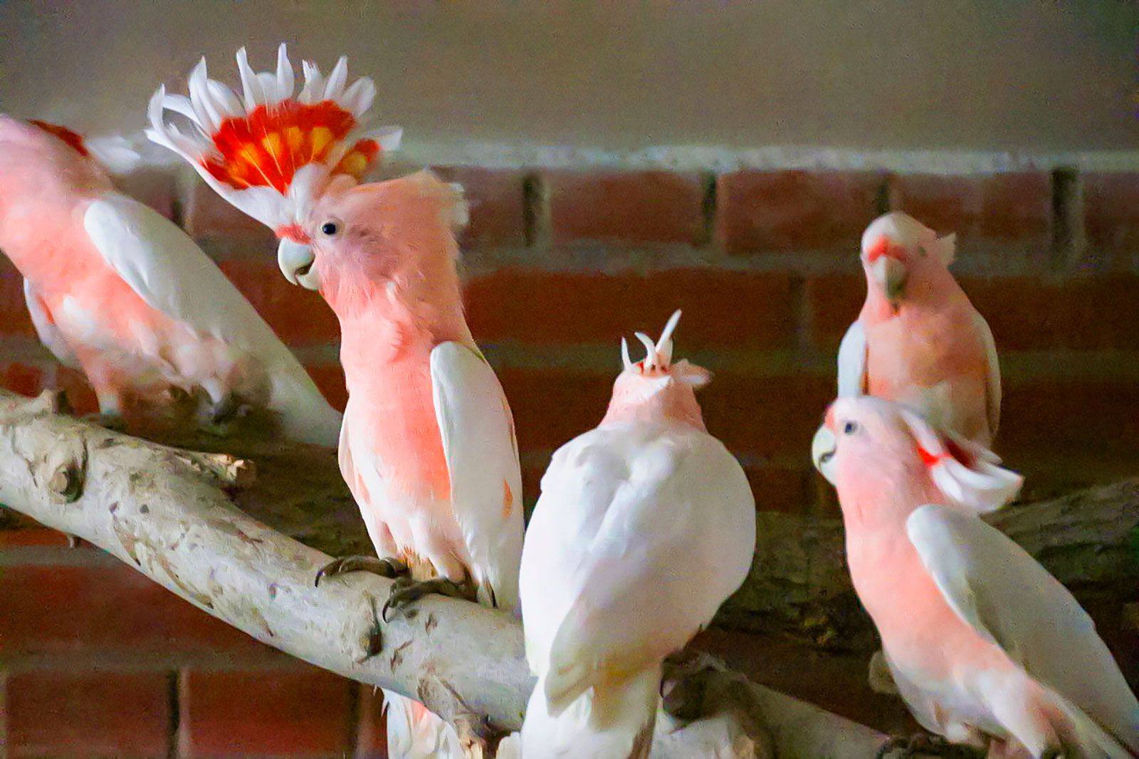 В Московский зоопарк прибыли редкие птицы В Московский зоопарк прибыли редкие птицы