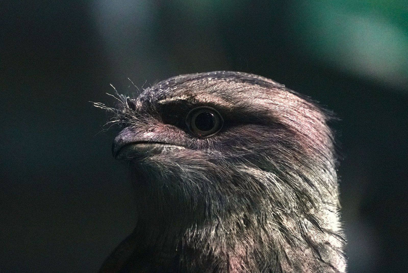 В Московский зоопарк прибыли редкие птицы В Московский зоопарк прибыли редкие птицы