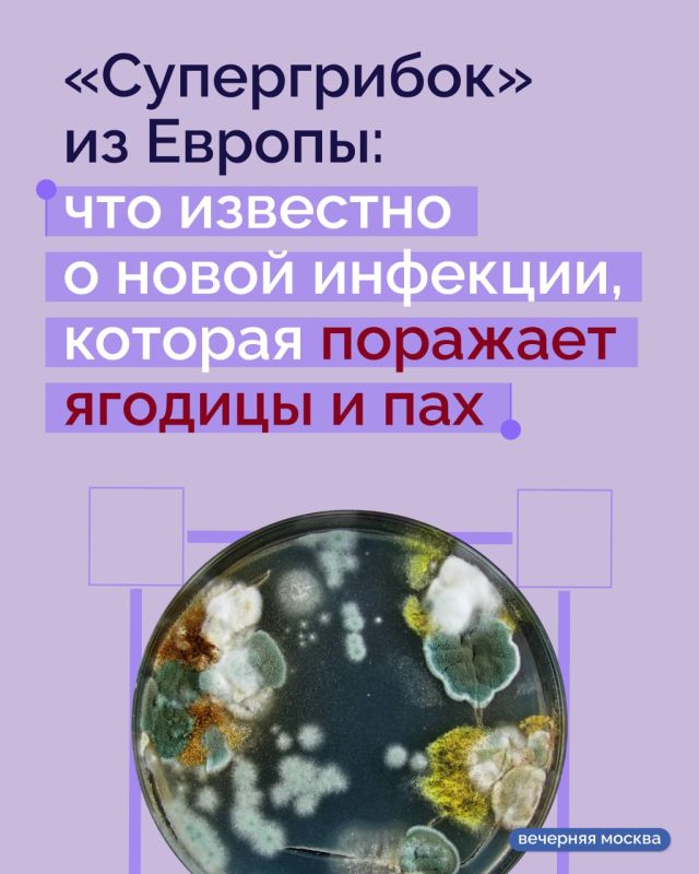 � ������ ������������ ���������������� ����� ����� ����� ��������� �������� Trichophyton indotineae, ������� ��� ������ �������� �������������