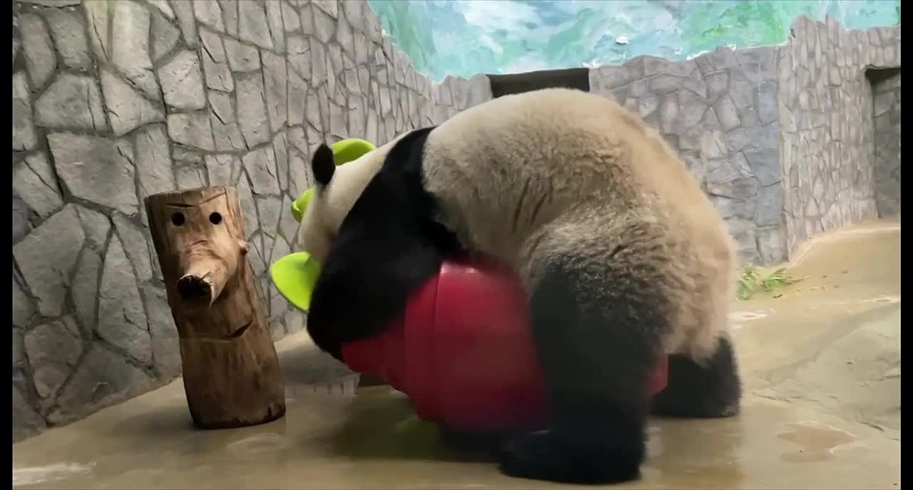 В субботу панда Катюша из Московского зоопарка не теряет ни минуты свободного времени!