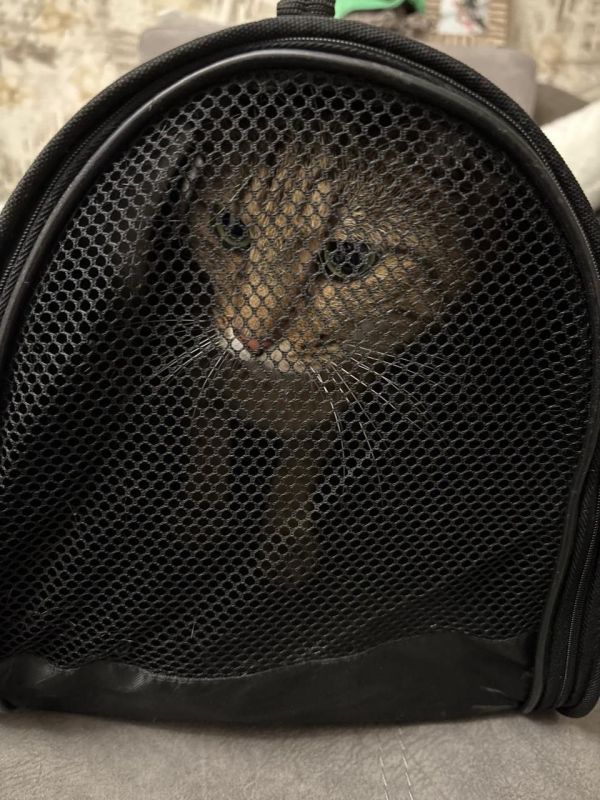 Кота из Москвы по кличке Федос, потерявшегося в поезде неделю назад, нашли