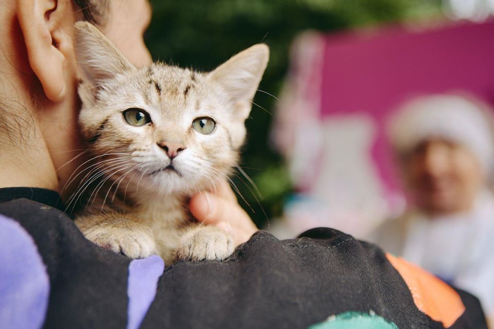 ���������� ��� �������� ��������� �������� ����� ���