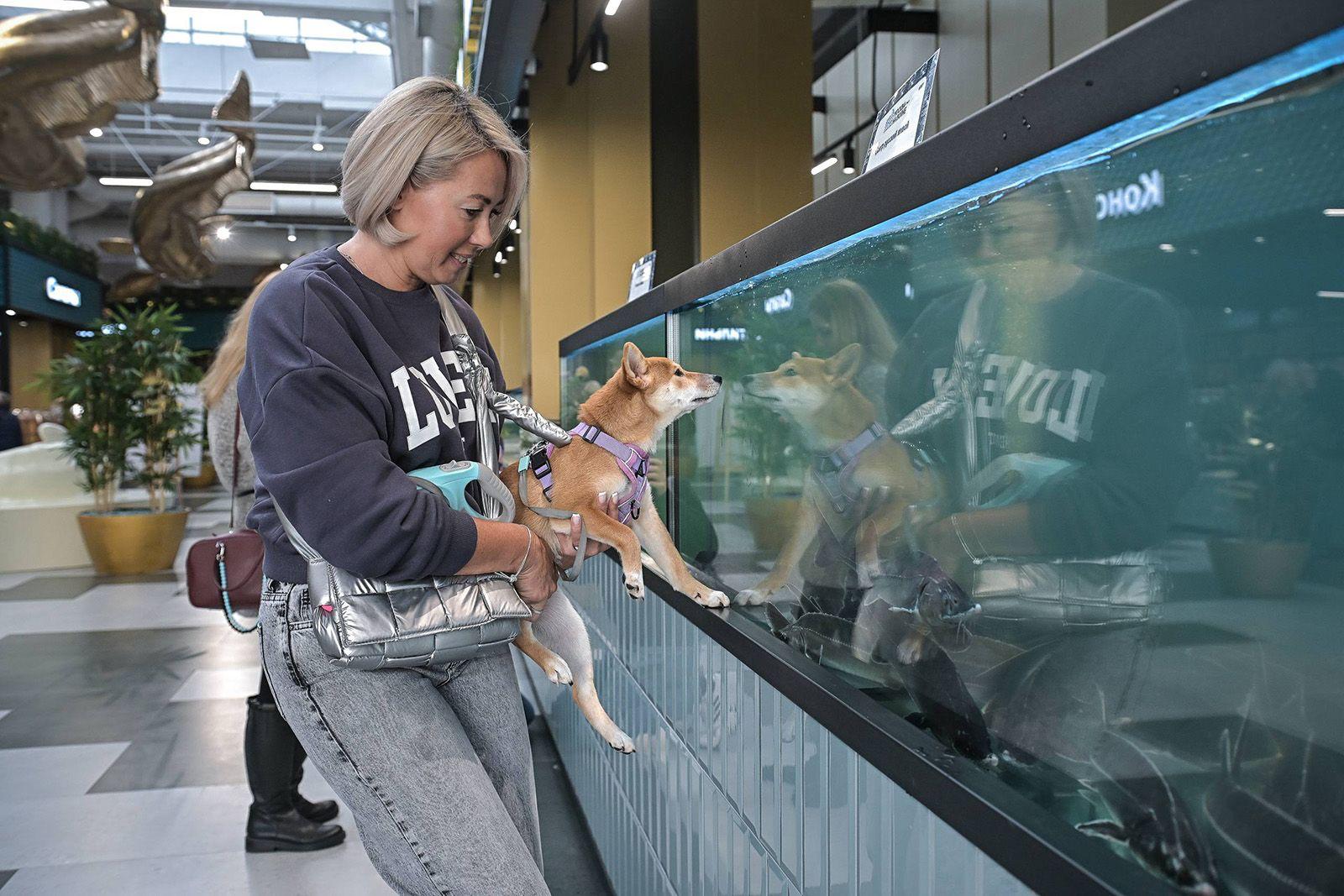 Московские ярмарки и рыбные рынки «Москва — на волне» можно посещать вместе со своими пушистыми друзьями Московские ярмарки и рыбные рынки «Москва — на волне» можно посещать вместе со своими пушистыми друзьями