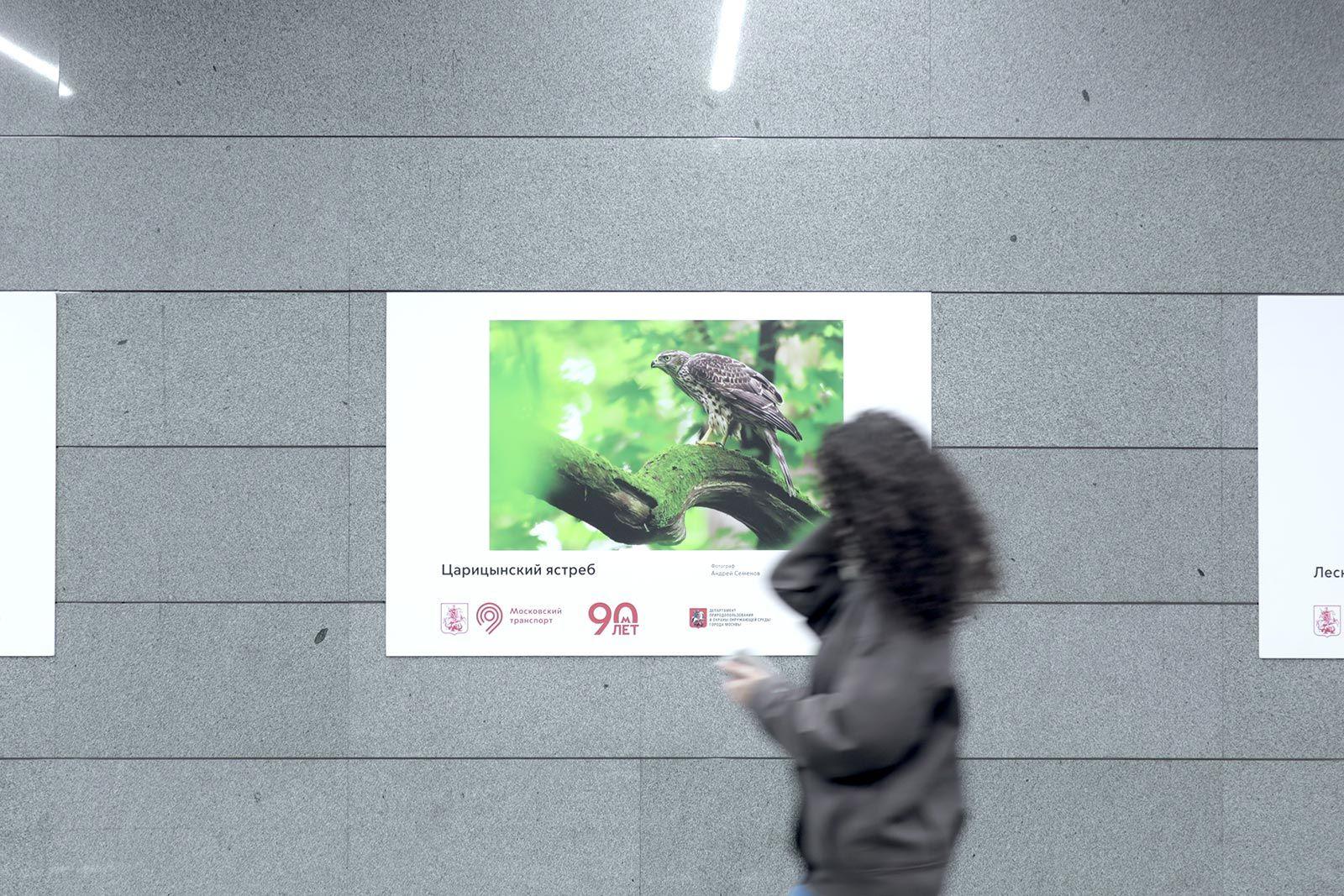 Выставка лучших работ XIX Международного фестиваля дикой природы «Золотая черепаха» открылась в метро Выставка лучших работ XIX Международного фестиваля дикой природы «Золотая черепаха» открылась в метро