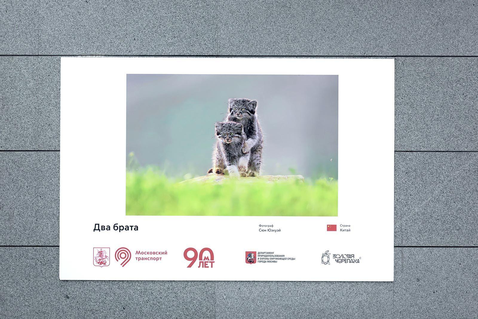 Выставка лучших работ XIX Международного фестиваля дикой природы «Золотая черепаха» открылась в метро Выставка лучших работ XIX Международного фестиваля дикой природы «Золотая черепаха» открылась в метро