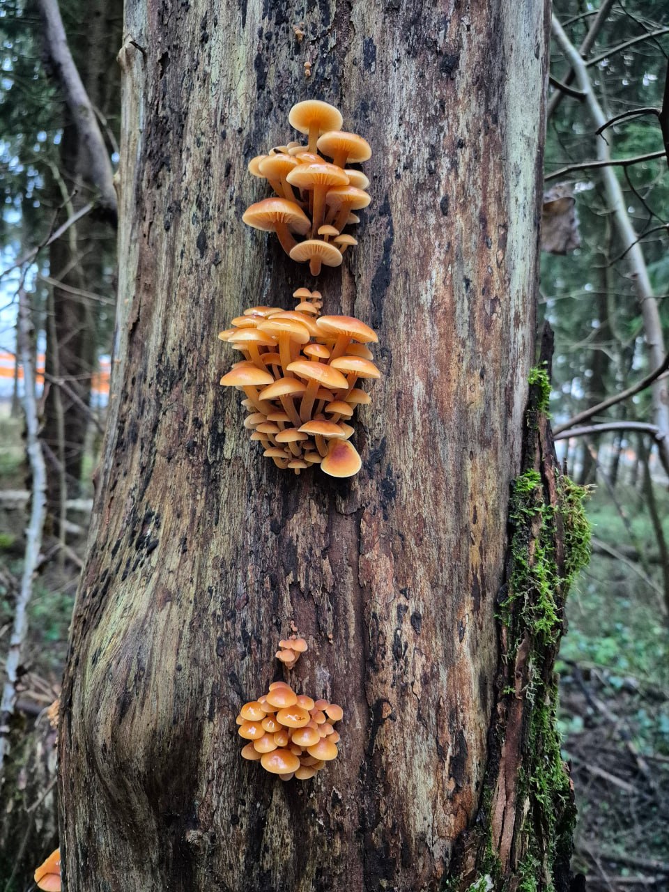 Шёл шестой день зимы — грибники продолжали выносить из лесов полные корзинки Шёл шестой день зимы — грибники продолжали выносить из лесов полные корзинки