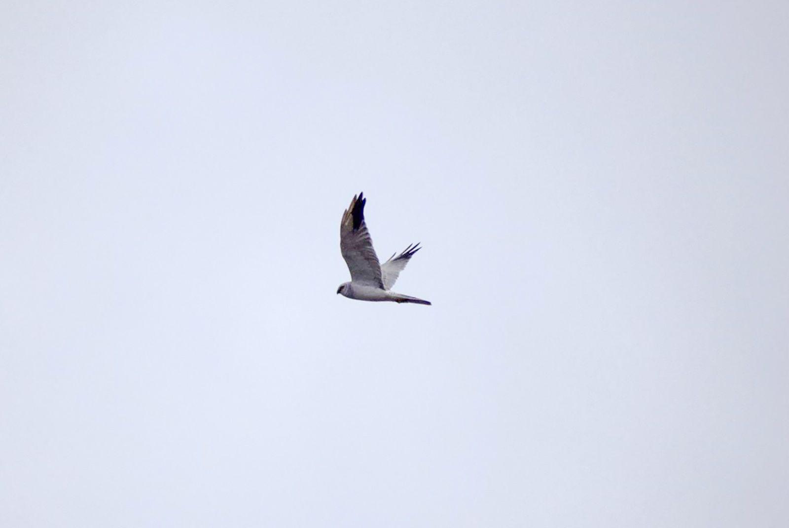 Если вы любите наблюдать за птицами, то период сезонной миграции — шанс увидеть некоторых редких и хищных пернатых Если вы любите наблюдать за птицами, то период сезонной миграции — шанс увидеть некоторых редких и хищных пернатых