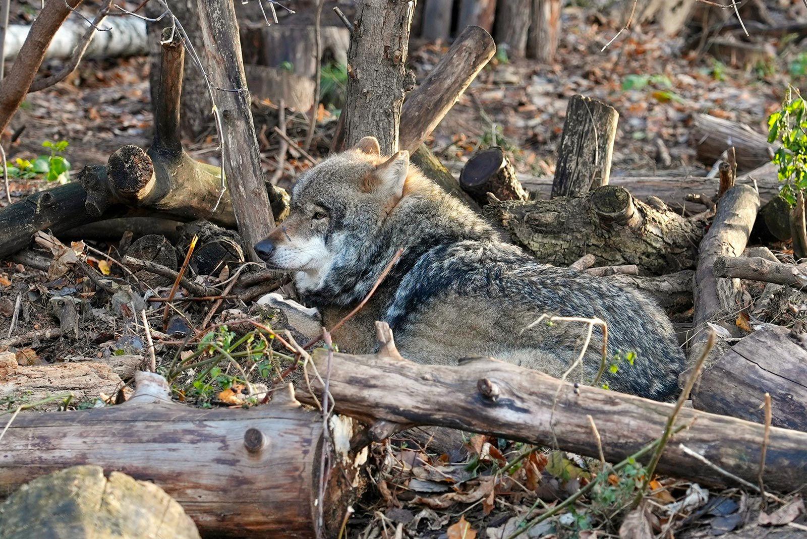 В Московском зоопарке появился самец евразийского волка В Московском зоопарке появился самец евразийского волка