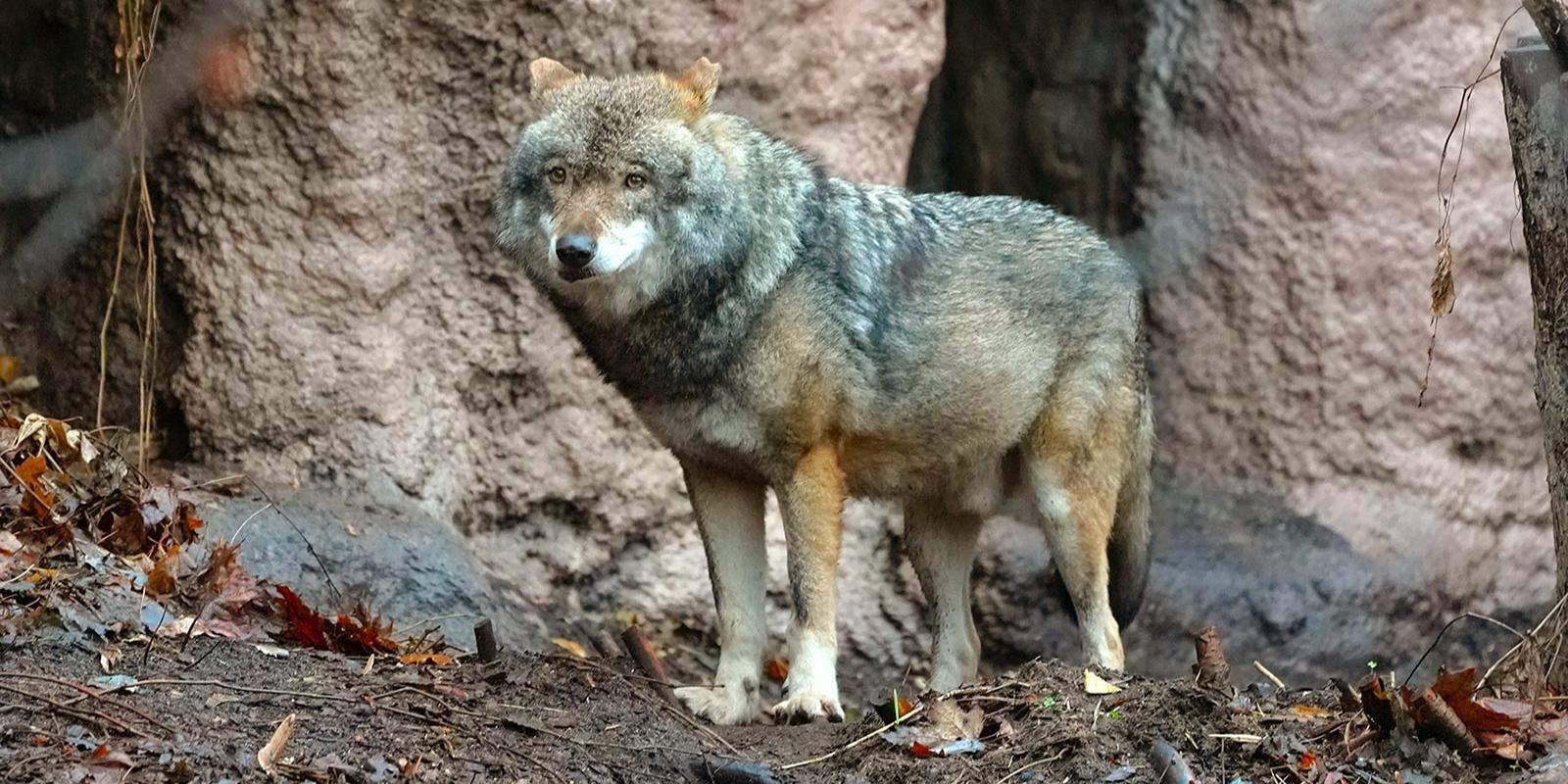 В Московском зоопарке появился самец евразийского волка