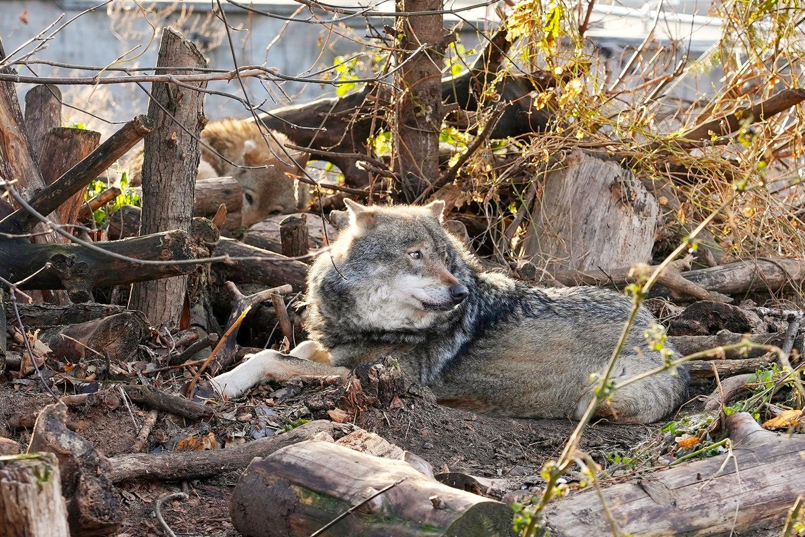 В Московском зоопарке появился самец евразийского волка В Московском зоопарке появился самец евразийского волка