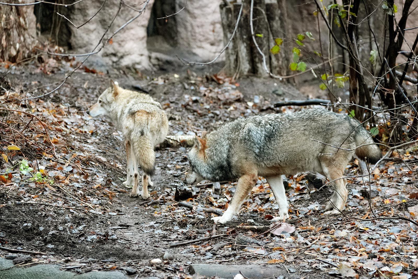В Московском зоопарке появился самец евразийского волка В Московском зоопарке появился самец евразийского волка