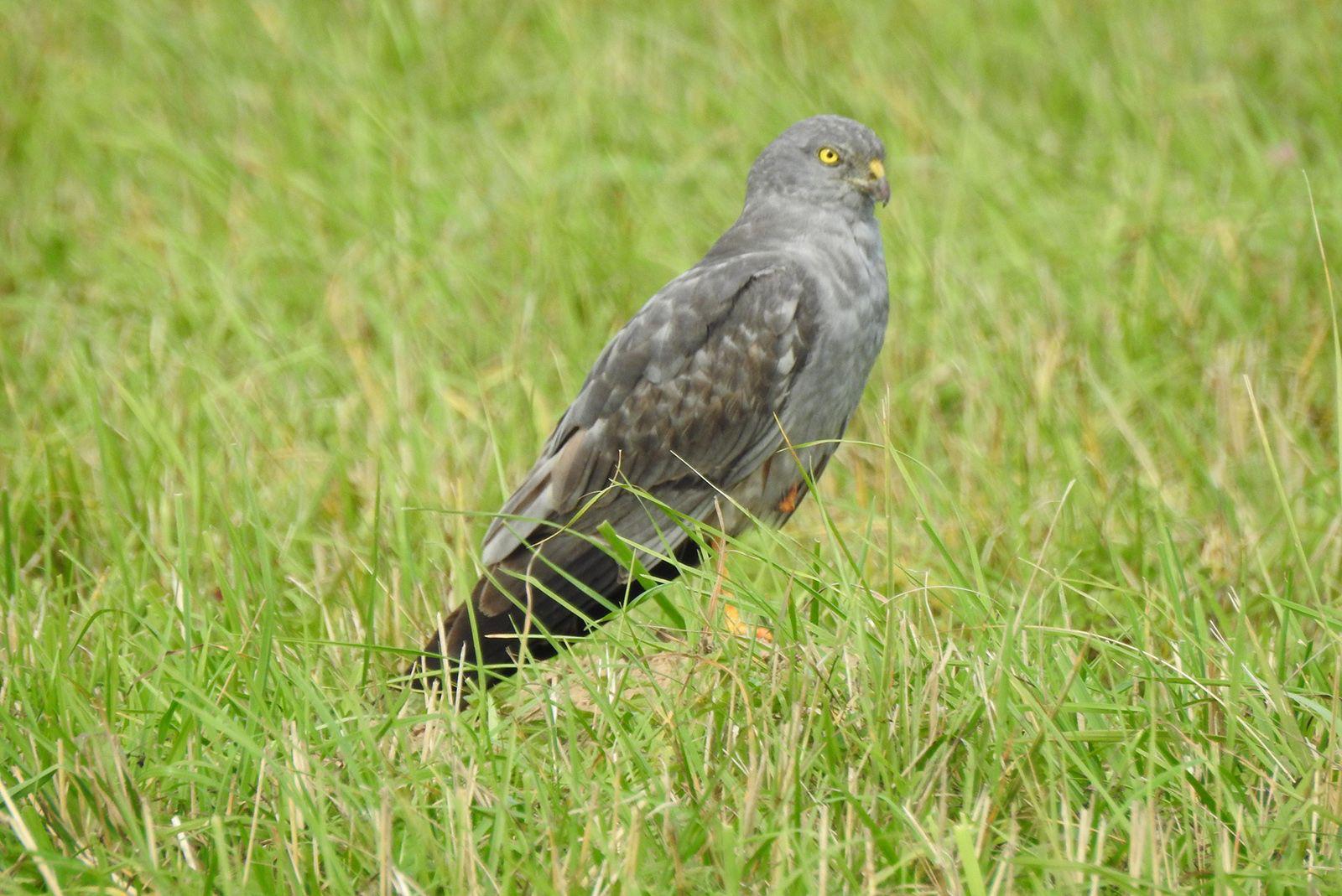 Если вы любите наблюдать за птицами, то период сезонной миграции — шанс увидеть некоторых редких и хищных пернатых Если вы любите наблюдать за птицами, то период сезонной миграции — шанс увидеть некоторых редких и хищных пернатых