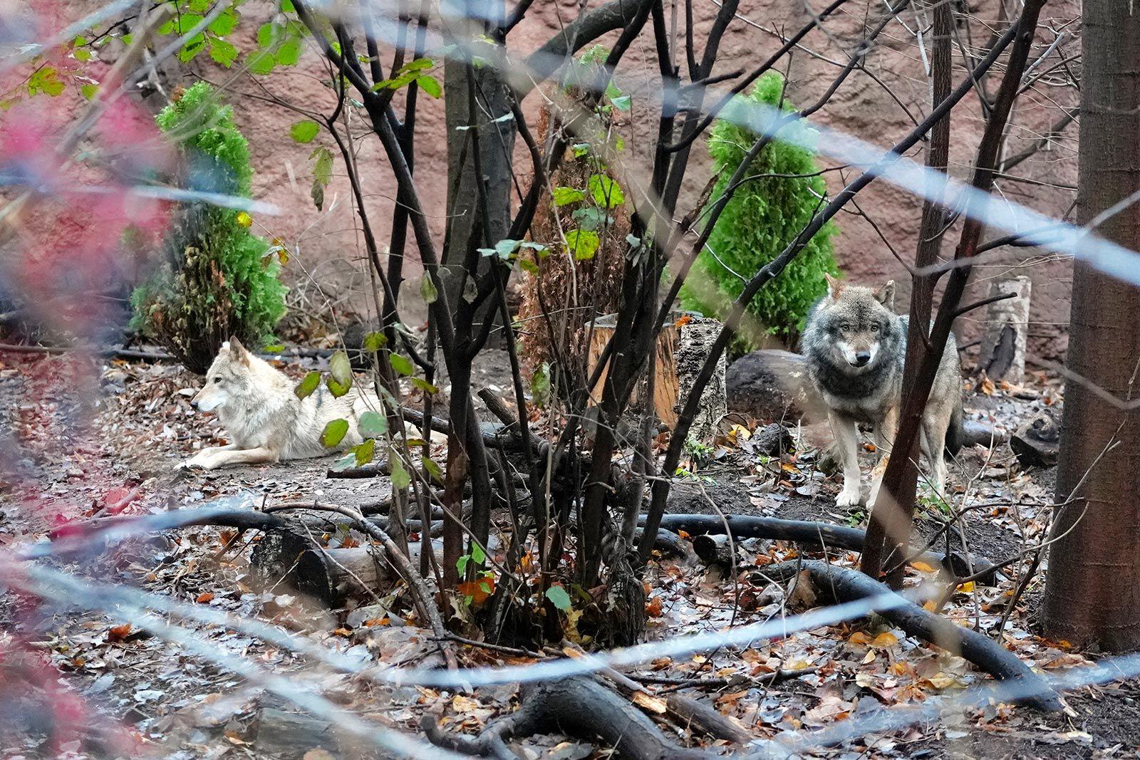 В Московском зоопарке появился самец евразийского волка В Московском зоопарке появился самец евразийского волка