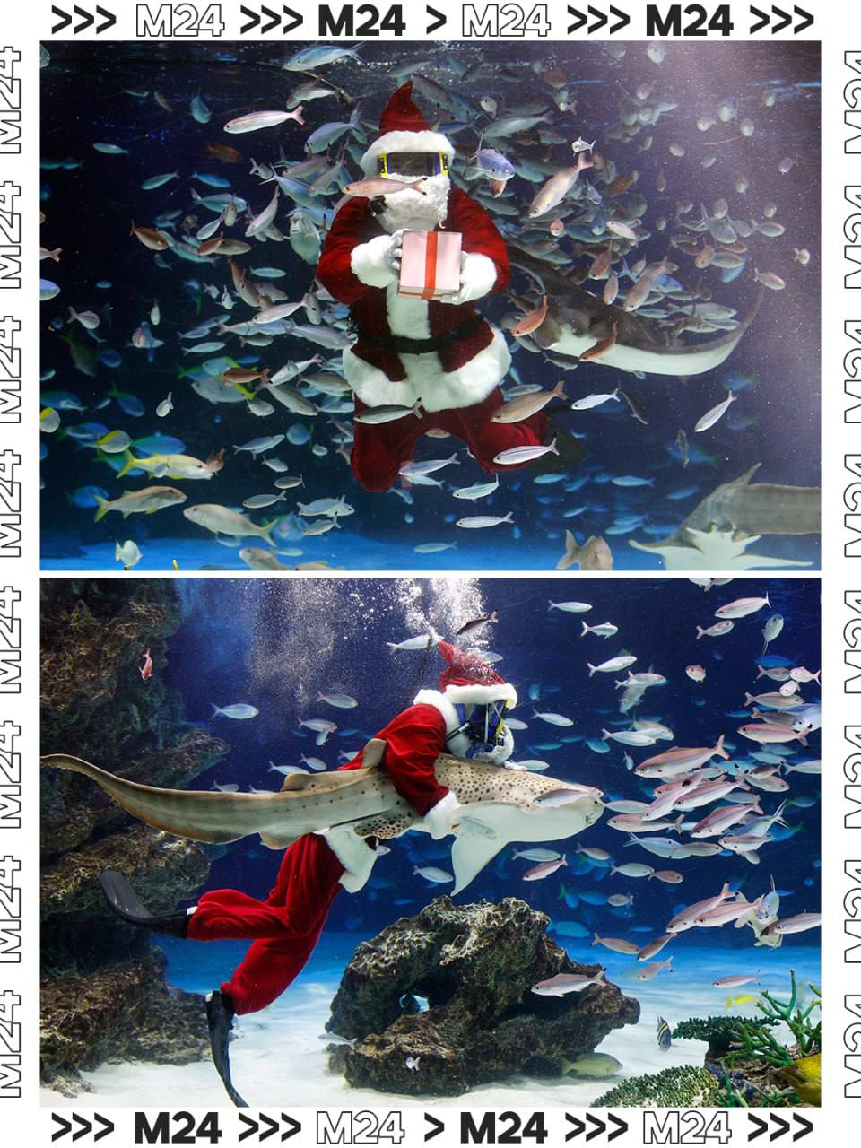 Окунаемся в праздничное настроение: первые поздравления от Деда Мороза летят со дна главного морского аквариума в «Москвариуме» Окунаемся в праздничное настроение: первые поздравления от Деда Мороза летят со дна главного морского аквариума в «Москвариуме»