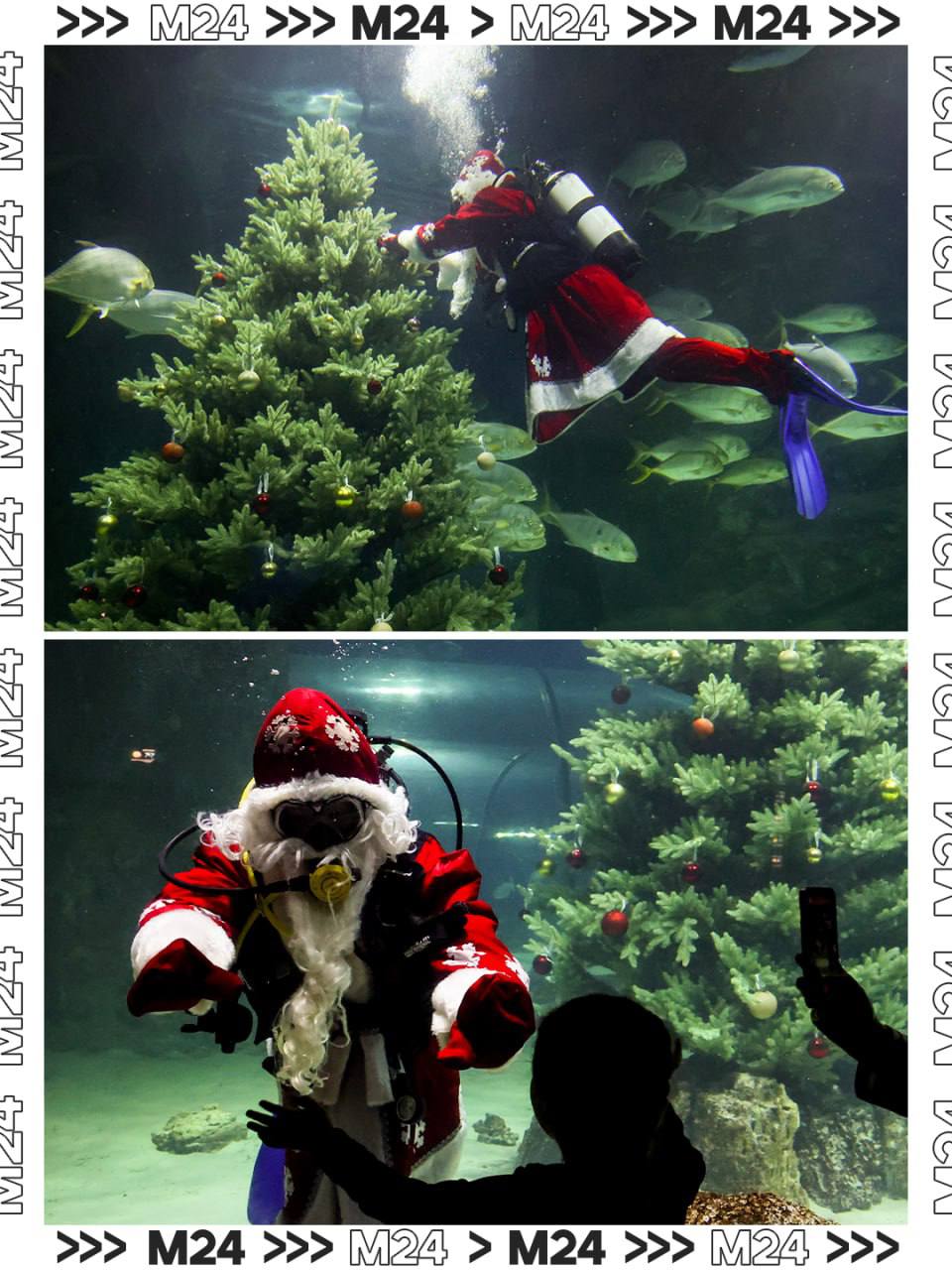 Окунаемся в праздничное настроение: первые поздравления от Деда Мороза летят со дна главного морского аквариума в «Москвариуме»