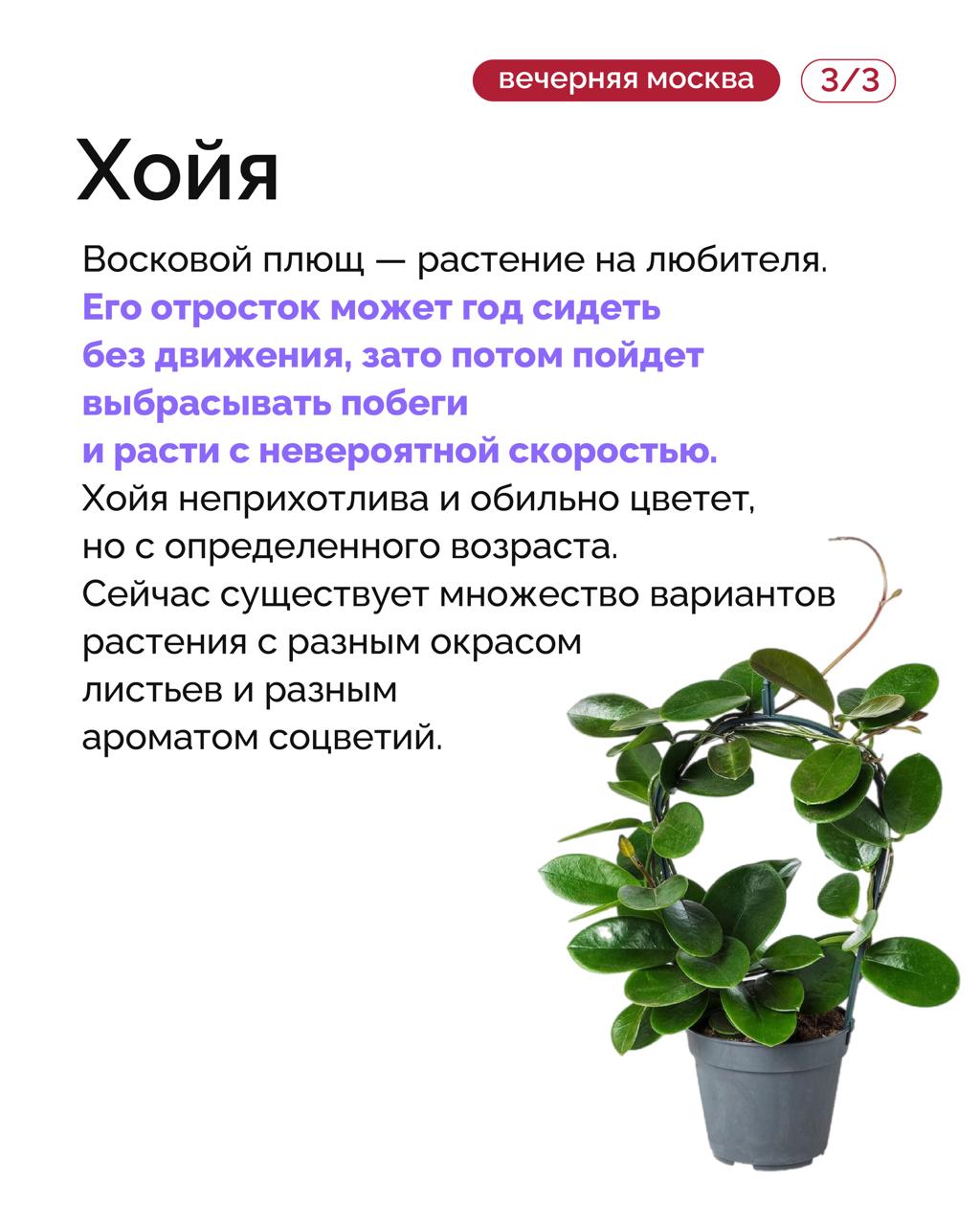Кусочек лета круглый год можно легко организовать у себя дома на подоконнике, чтобы стало теплее и солнечнее на душе Кусочек лета круглый год можно легко организовать у себя дома на подоконнике, чтобы стало теплее и солнечнее на душе