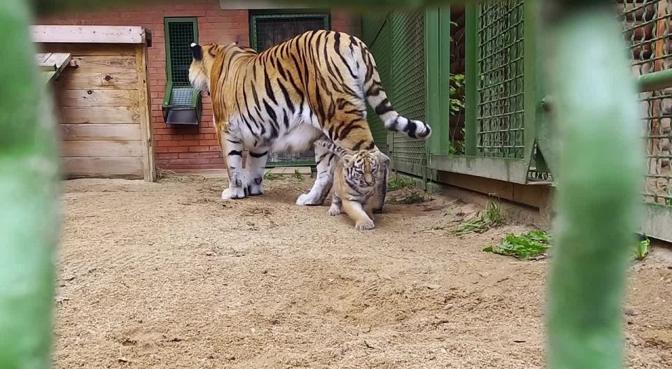 ����� ����� ������� �� �������: � ���������� �������� �������� ��� �������� �������