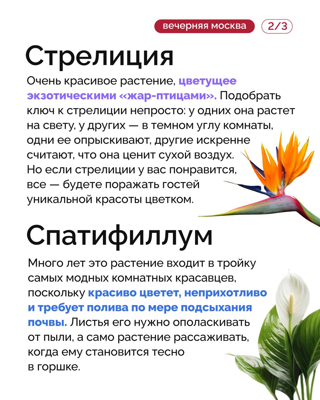 Кусочек лета круглый год можно легко организовать у себя дома на подоконнике, чтобы стало теплее и солнечнее на душе Кусочек лета круглый год можно легко организовать у себя дома на подоконнике, чтобы стало теплее и солнечнее на душе