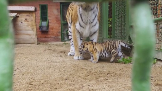 В Московском зоопарке родились два амурских тигренка