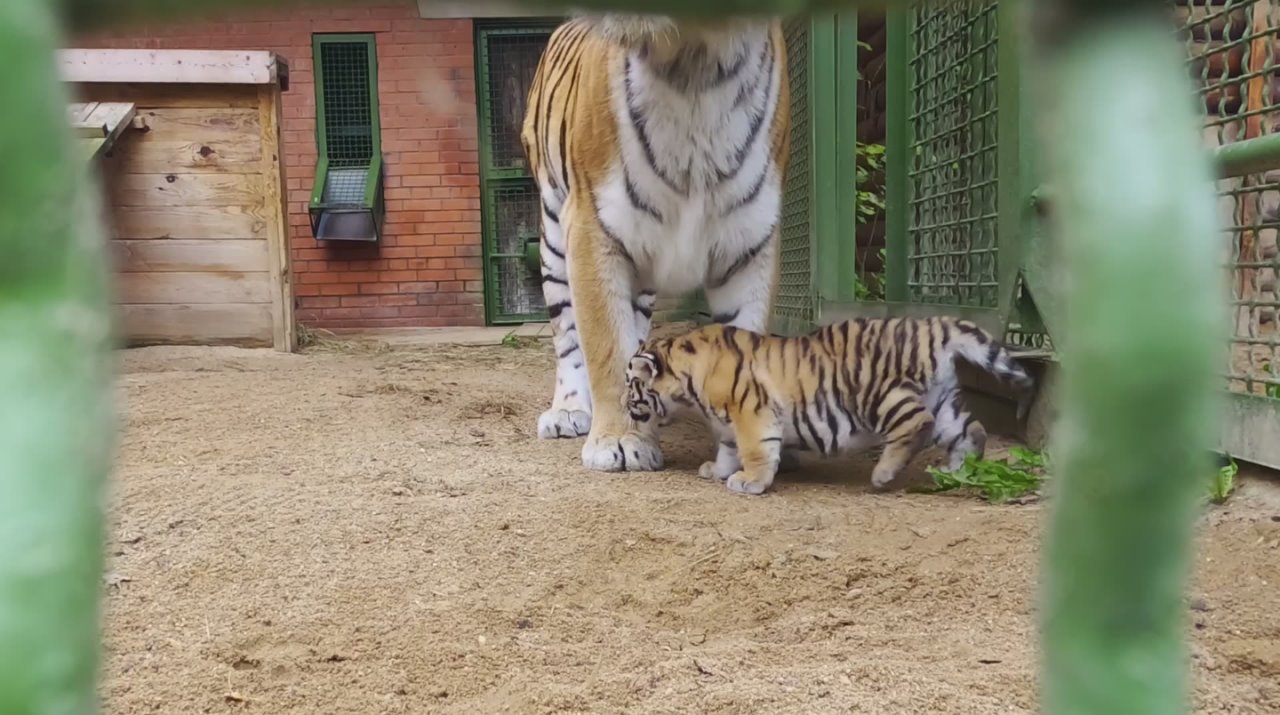 В Московском зоопарке родились два амурских тигренка