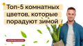 Кусочек лета круглый год можно легко организовать у себя дома на подоконнике, чтобы стало теплее и солнечнее на душе