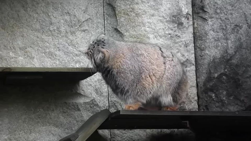 � ������� �����! ����� ������� ������� �������� ������� ���������