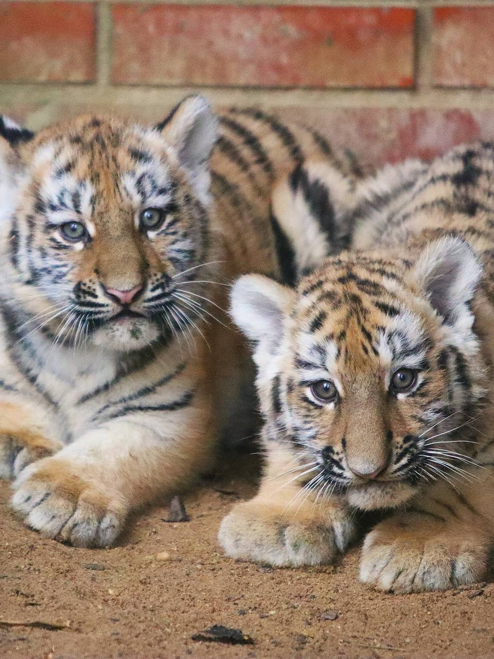 Амурских тигрят показали в Московском зоопарке Амурских тигрят показали в Московском зоопарке