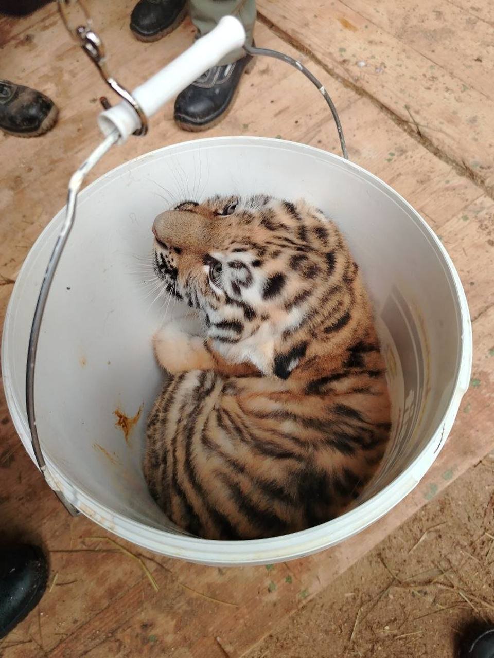 Амурских тигрят показали в Московском зоопарке Амурских тигрят показали в Московском зоопарке