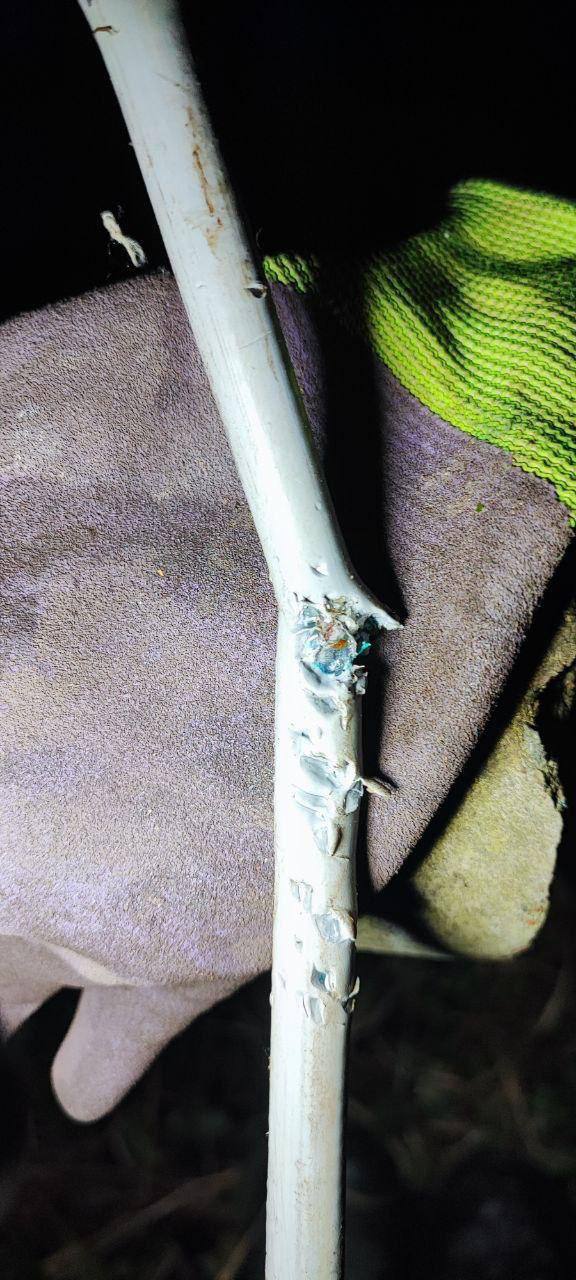 Собака оставила несколько населённых пунктов Подмосковья без интернета и ТВ Собака оставила несколько населённых пунктов Подмосковья без интернета и ТВ