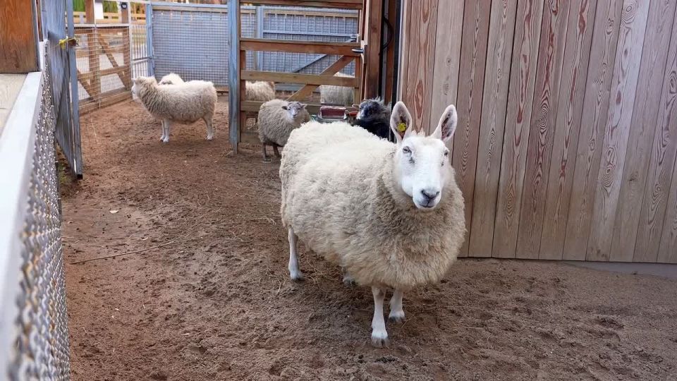 ��� ��� �������� ��������� ������ ���� � ������� ������� ������ ������ ������-������� �� ����������� ��������