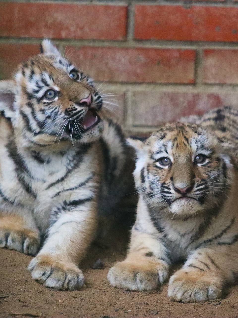 Амурских тигрят показали в Московском зоопарке Амурских тигрят показали в Московском зоопарке