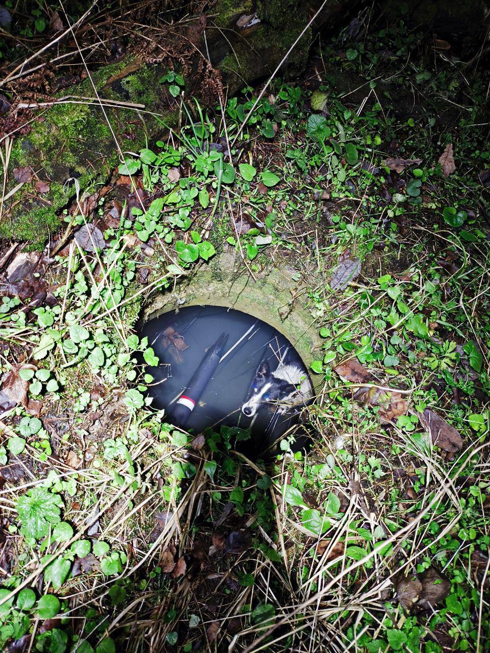 Собака оставила несколько населённых пунктов Подмосковья без интернета и ТВ Собака оставила несколько населённых пунктов Подмосковья без интернета и ТВ