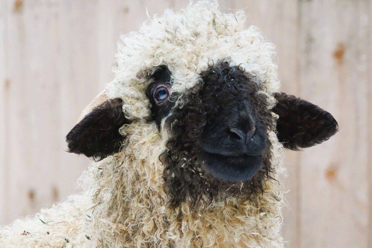 Юные москвичи выберут имя ягненку из вотчины Деда Мороза