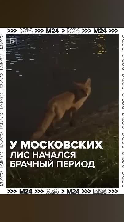 Лисы очень активно бегают по Москве и всё чаще встречаются во дворах домов