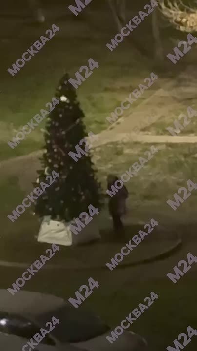 Зов Гринча?. Совсем недавно местные жители скинулись и украсили двор пушистой ёлочкой на улице Лескова