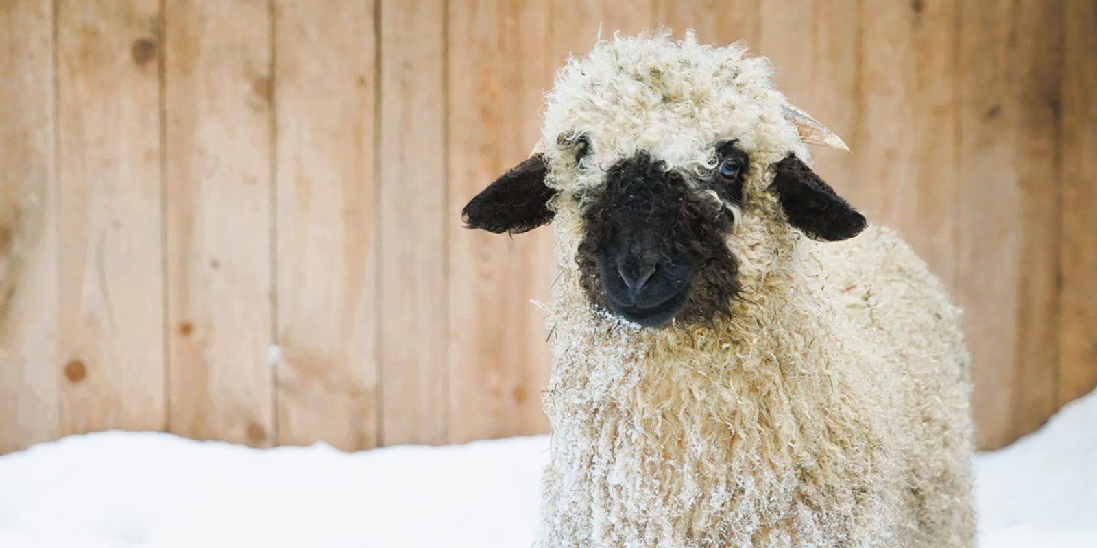 Юные москвичи выберут имя ягненку из вотчины Деда Мороза Юные москвичи выберут имя ягненку из вотчины Деда Мороза