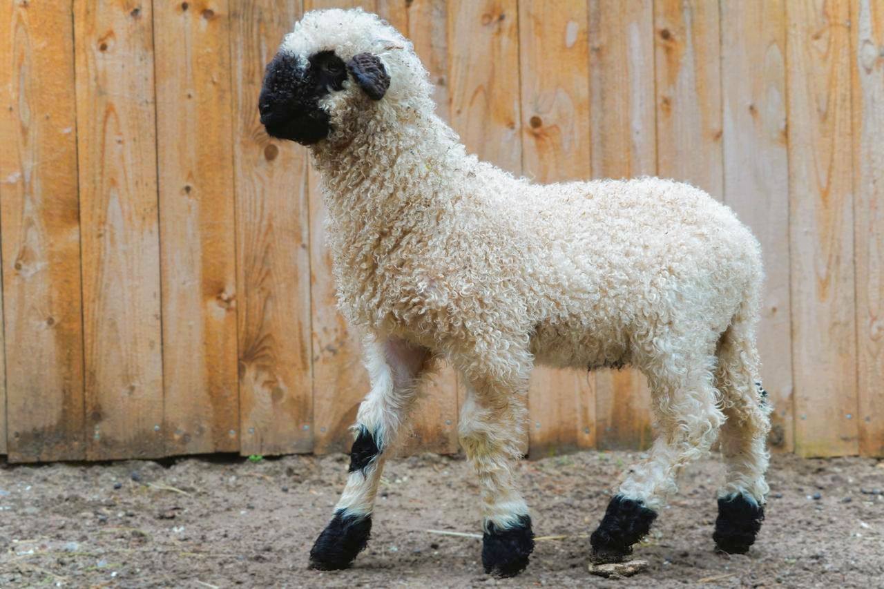 Юные москвичи выберут имя ягненку из вотчины Деда Мороза Юные москвичи выберут имя ягненку из вотчины Деда Мороза