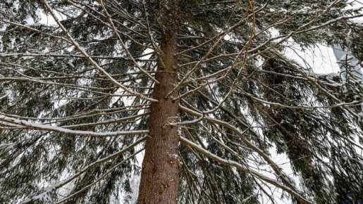 �� ����������� ������� ���� ����� ������� ��������� ���������������