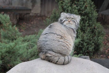 ������ ����������: � ������ �������� ����� ������ ����� ���������� ��������� ������ �������